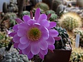 Нажмите на изображение для увеличения.

Название:	Echinopsis calliantholilocina  VZ140.JPG
Просмотров:	147
Размер:	132.5 Кб
ID:	354393