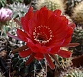 Нажмите на изображение для увеличения.

Название:	Echinopsis obrepanda  VZ129.JPG
Просмотров:	135
Размер:	172.7 Кб
ID:	354394