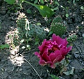Нажмите на изображение для увеличения.

Название:	Opuntia Х fragilis “Freiberger”_6.15.JPG
Просмотров:	436
Размер:	93.4 Кб
ID:	354421