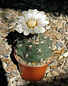 Нажмите на изображение для увеличения.

Название:	Gymnocalycium_capillaense_v.mucidum_GN_383-1281.jpg
Просмотров:	133
Размер:	182.6 Кб
ID:	354433