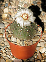 Нажмите на изображение для увеличения.

Название:	Gymnocalycium_quehlianum_P160.jpg
Просмотров:	128
Размер:	181.2 Кб
ID:	354434