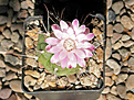 Нажмите на изображение для увеличения.

Название:	Gymnocalycium_damsii_M98.jpg
Просмотров:	128
Размер:	225.1 Кб
ID:	354435