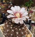 Нажмите на изображение для увеличения.

Название:	Gymnocalycium riojense ssp.piltziorum   P38.JPG
Просмотров:	359
Размер:	211.9 Кб
ID:	354450