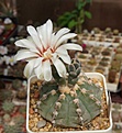 Нажмите на изображение для увеличения.

Название:	Gymnocalycium vatteri v.altautinense BKS82.JPG
Просмотров:	363
Размер:	188.8 Кб
ID:	354451