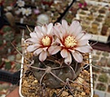 Нажмите на изображение для увеличения.

Название:	Gymnocalycium bozsingianum.JPG
Просмотров:	377
Размер:	222.5 Кб
ID:	354452