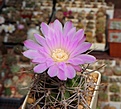 Нажмите на изображение для увеличения.

Название:	Gymnocalycium horridispinum L517.JPG
Просмотров:	378
Размер:	208.3 Кб
ID:	354453