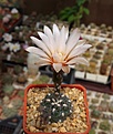 Нажмите на изображение для увеличения.

Название:	Gymnocalycium nataliae STO526-1.JPG
Просмотров:	370
Размер:	211.4 Кб
ID:	354454