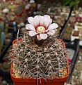 Нажмите на изображение для увеличения.

Название:	Gymnocalycium castellanosii v.armillatum P217.JPG
Просмотров:	384
Размер:	245.9 Кб
ID:	354455