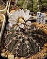 Нажмите на изображение для увеличения.

Название:	Gymnocalycium triacanthum P124.JPG
Просмотров:	369
Размер:	171.0 Кб
ID:	354456