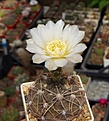 Нажмите на изображение для увеличения.

Название:	Gymnocalycium gibbosum.JPG
Просмотров:	395
Размер:	200.8 Кб
ID:	354457