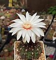 Нажмите на изображение для увеличения.

Название:	Gymnocalycium mesopotamicum.JPG
Просмотров:	388
Размер:	220.7 Кб
ID:	354458