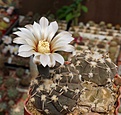 Нажмите на изображение для увеличения.

Название:	Gymnocalycium basiatrum P206.JPG
Просмотров:	379
Размер:	247.2 Кб
ID:	354459