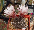 Нажмите на изображение для увеличения.

Название:	Gymnocalycium sp.  К-2062.JPG
Просмотров:	379
Размер:	242.5 Кб
ID:	354460