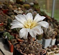 Нажмите на изображение для увеличения.

Название:	Gymnocalycium striglianum GN 75-179.JPG
Просмотров:	387
Размер:	204.2 Кб
ID:	354461