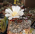 Нажмите на изображение для увеличения.

Название:	Gymnocalycium striglianum v.aeneum VG 407.JPG
Просмотров:	385
Размер:	212.4 Кб
ID:	354462