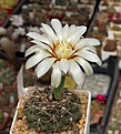 Нажмите на изображение для увеличения.

Название:	Gymnocalycium erinaceum v.paucisquamosum JPR 193-587.JPG
Просмотров:	388
Размер:	172.5 Кб
ID:	354463