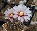 Нажмите на изображение для увеличения.

Название:	Gymnocalycium kieslingii fa.alboareolatum STO 180.JPG
Просмотров:	370
Размер:	219.0 Кб
ID:	354464