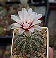 Нажмите на изображение для увеличения.

Название:	Gymnocalycium calochlorum.JPG
Просмотров:	373
Размер:	175.0 Кб
ID:	354465