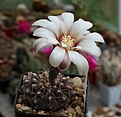 Нажмите на изображение для увеличения.

Название:	Gymnocalycium stellatum v.kleinianum VG 263.JPG
Просмотров:	370
Размер:	170.0 Кб
ID:	354466