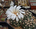 Нажмите на изображение для увеличения.

Название:	Gymnocalycium walteri GN 376-1260.JPG
Просмотров:	398
Размер:	236.3 Кб
ID:	354467