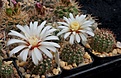 Нажмите на изображение для увеличения.

Название:	Gymnocalycium erinaceum  aff.  B 184.JPG
Просмотров:	378
Размер:	233.8 Кб
ID:	354468