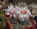 Нажмите на изображение для увеличения.

Название:	Gymnocalycium prochazkianum GN 747 4024.JPG
Просмотров:	386
Размер:	243.9 Кб
ID:	354469