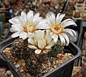 Нажмите на изображение для увеличения.

Название:	Gymnocalycium rosae GN 0945 3116.JPG
Просмотров:	346
Размер:	236.4 Кб
ID:	354470