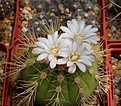 Нажмите на изображение для увеличения.

Название:	Gymnocalycium chacoense.JPG
Просмотров:	352
Размер:	242.6 Кб
ID:	354471