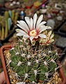 Нажмите на изображение для увеличения.

Название:	Gymnocalycium bicolor P 116.JPG
Просмотров:	349
Размер:	239.5 Кб
ID:	354472