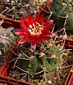 Нажмите на изображение для увеличения.

Название:	Gymnocalycium tillianum WR 227.JPG
Просмотров:	346
Размер:	245.9 Кб
ID:	354473