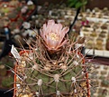 Нажмите на изображение для увеличения.

Название:	Gymnocalycium mazanense v.ferox P30a.JPG
Просмотров:	357
Размер:	237.7 Кб
ID:	354474