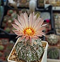 Нажмите на изображение для увеличения.

Название:	Astrophytum asterias cv.Superkabuto.JPG
Просмотров:	121
Размер:	237.6 Кб
ID:	354477