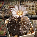 Нажмите на изображение для увеличения.

Название:	Gymnocalycium occultum P 131b.JPG
Просмотров:	375
Размер:	235.4 Кб
ID:	354479