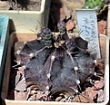 Нажмите на изображение для увеличения.

Название:	Gymnocalycium friedrichii ‘Violchoc’_11y_6.15.JPG
Просмотров:	113
Размер:	142.8 Кб
ID:	354486