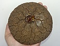 Нажмите на изображение для увеличения.

Название:	Dioscorea elephantipes 4500.jpg
Просмотров:	198
Размер:	139.8 Кб
ID:	354497