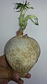 Нажмите на изображение для увеличения.

Название:	Jatropha berlandieri 3500.jpg
Просмотров:	199
Размер:	91.7 Кб
ID:	354499