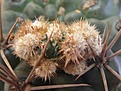 Нажмите на изображение для увеличения.

Название:	Gymnocalycium gibbosum.JPG
Просмотров:	368
Размер:	177.9 Кб
ID:	354523