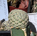 Нажмите на изображение для увеличения.

Название:	Euphorbia piscidermis_6.15.JPG
Просмотров:	319
Размер:	103.9 Кб
ID:	354530
