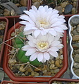 Нажмите на изображение для увеличения.

Название:	Gymnocalycium eurypleurum.jpg
Просмотров:	145
Размер:	194.0 Кб
ID:	354538