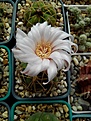 Нажмите на изображение для увеличения.

Название:	Gymnocalycium buenekeri.jpg
Просмотров:	131
Размер:	197.9 Кб
ID:	354552