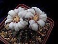 Нажмите на изображение для увеличения.

Название:	Gymnocalycium quehlianum.jpg
Просмотров:	140
Размер:	143.8 Кб
ID:	354554