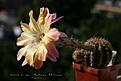 Нажмите на изображение для увеличения.

Название:	IMG_4781.jpg-5.jpg
Просмотров:	468
Размер:	245.8 Кб
ID:	354588