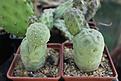 Нажмите на изображение для увеличения.

Название:	Tephrocactus geometricus Fiambala.jpg
Просмотров:	311
Размер:	173.5 Кб
ID:	354598