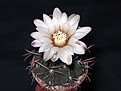 Нажмите на изображение для увеличения.

Название:	Gymnocalycium_ochoterenae_v.cinerium_GN_5-004.jpg
Просмотров:	154
Размер:	192.2 Кб
ID:	354600