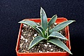 Нажмите на изображение для увеличения.

Название:	Agave parviflora 250 7x7.JPG
Просмотров:	196
Размер:	167.8 Кб
ID:	354608