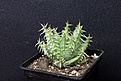 Нажмите на изображение для увеличения.

Название:	Aloe erinacea 550 7x7.JPG
Просмотров:	153
Размер:	186.7 Кб
ID:	354609