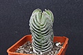 Нажмите на изображение для увеличения.

Название:	Crassula 'Buda s Temple' 150.JPG
Просмотров:	191
Размер:	121.8 Кб
ID:	354610