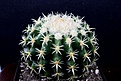 Нажмите на изображение для увеличения.

Название:	Echinocactus grusonii brevispinus 9х9см 600 .JPG
Просмотров:	193
Размер:	144.7 Кб
ID:	354611
