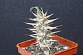 Нажмите на изображение для увеличения.

Название:	Euphorbia brachyphulla 350 5x5.JPG
Просмотров:	221
Размер:	119.6 Кб
ID:	354616
