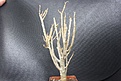 Нажмите на изображение для увеличения.

Название:	Euphorbia balsamifera 800.JPG
Просмотров:	159
Размер:	229.2 Кб
ID:	354617